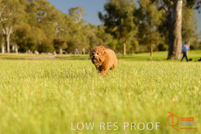 October 2017 / DOG_RUNNING_352_171018_TRP1673