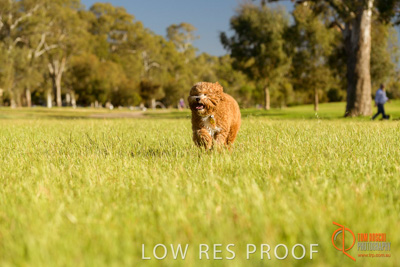 October 2017 / DOG_RUNNING_353_171018_TRP1674