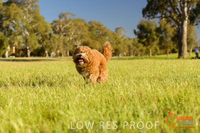 October 2017 / DOG_RUNNING_354_171018_TRP1677