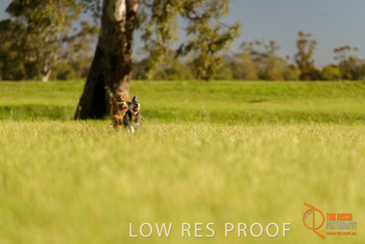 October 2017 / DOG_RUNNING_355_171018_TRP1678