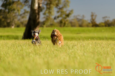 October 2017 / DOG_RUNNING_356_171018_TRP1685