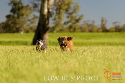 October 2017 / DOG_RUNNING_357_171018_TRP1686