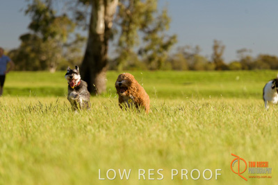 October 2017 / DOG_RUNNING_358_171018_TRP1687