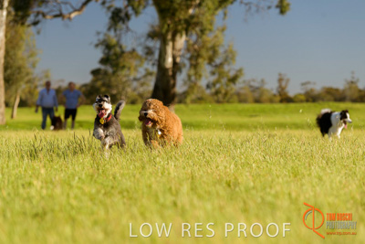 October 2017 / DOG_RUNNING_359_171018_TRP1689