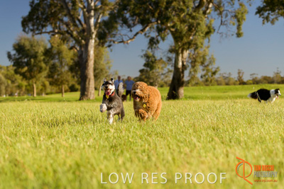 October 2017 / DOG_RUNNING_360_171018_TRP1691