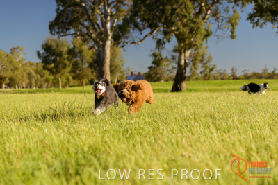 October 2017 / DOG_RUNNING_361_171018_TRP1692