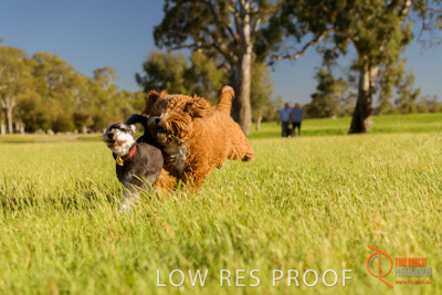 October 2017 / DOG_RUNNING_362_171018_TRP1694