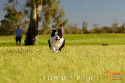 October 2017 / DOG_RUNNING_368_171018_TRP1711