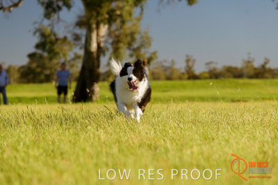 October 2017 / DOG_RUNNING_370_171018_TRP1713