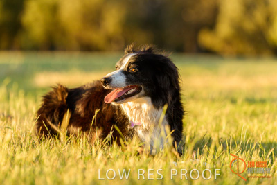October 2017 / DOG_SITTING_GRASS_025_171018_TRP0438