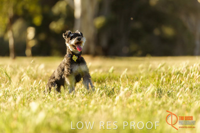 October 2017 / DOG_SITTING_GRASS_203_171018_TRP1024