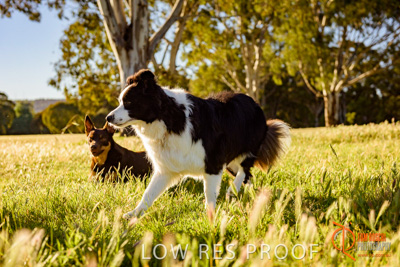 October 2017 / DOG_SITTING_GRASS_392_171018_TRP2343