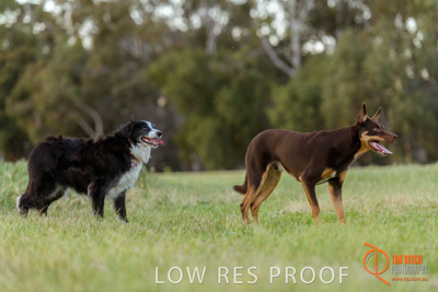 October 2017 / DOG_STANDING_GRASS_008_171018_TRP0393