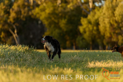 October 2017 / DOG_STANDING_GRASS_017_171018_TRP0420