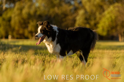 October 2017 / DOG_STANDING_GRASS_054_171018_TRP0538