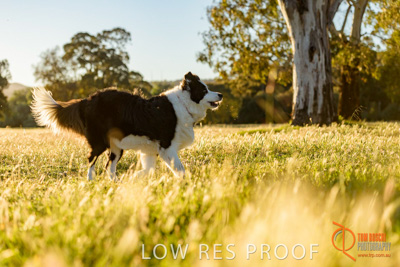 October 2017 / DOG_STANDING_GRASS_078_171018_TRP0619