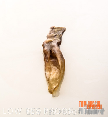 February 2020 / RABBIT_EARS_079