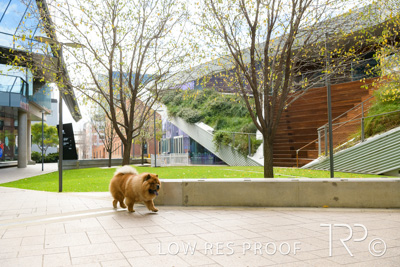 July 2021 / BOW_WOW_210713_566