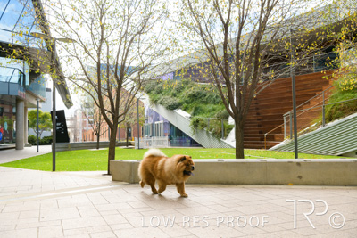 July 2021 / BOW_WOW_210713_568