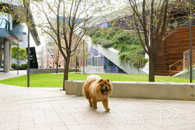 July 2021 / BOW_WOW_210713_572