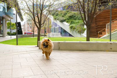 July 2021 / BOW_WOW_210713_576