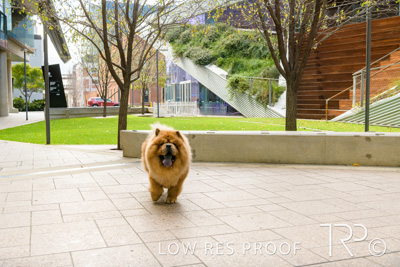 July 2021 / BOW_WOW_210713_577