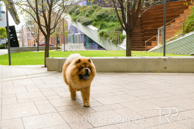 July 2021 / BOW_WOW_210713_578