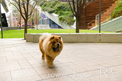 July 2021 / BOW_WOW_210713_579