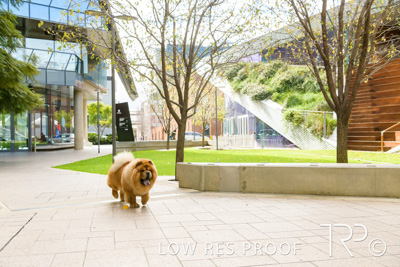 July 2021 / BOW_WOW_210713_580