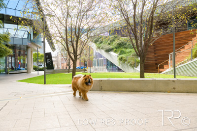 July 2021 / BOW_WOW_210713_582