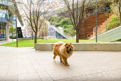 July 2021 / BOW_WOW_210713_584