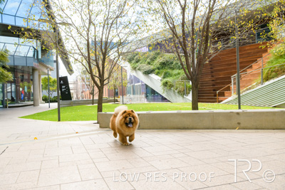 July 2021 / BOW_WOW_210713_585