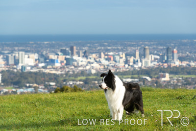 July 2021 / BOW_WOW_210713_105