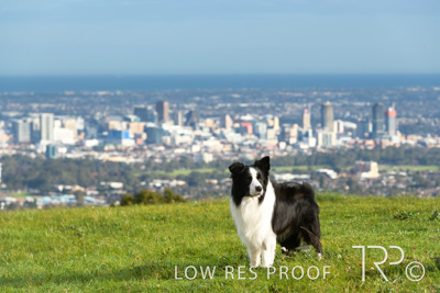 July 2021 / BOW_WOW_210713_107