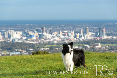 July 2021 / BOW_WOW_210713_108