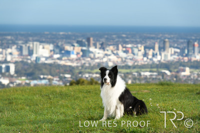 July 2021 / BOW_WOW_210713_113