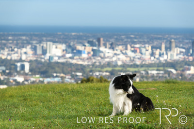 July 2021 / BOW_WOW_210713_114