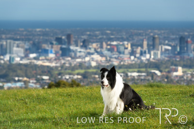 July 2021 / BOW_WOW_210713_119