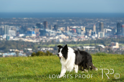 July 2021 / BOW_WOW_210713_120