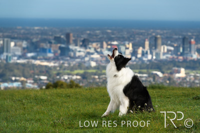 July 2021 / BOW_WOW_210713_124