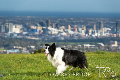 July 2021 / BOW_WOW_210713_129