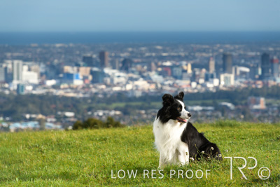 July 2021 / BOW_WOW_210713_132