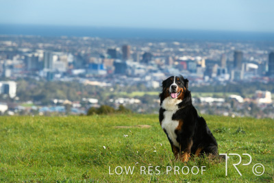 July 2021 / BOW_WOW_210713_139