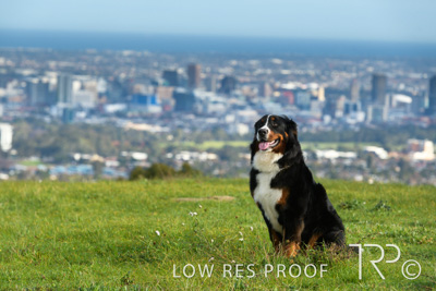 July 2021 / BOW_WOW_210713_140