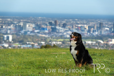 July 2021 / BOW_WOW_210713_142