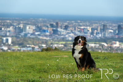 July 2021 / BOW_WOW_210713_144