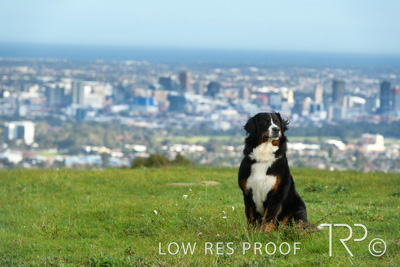 July 2021 / BOW_WOW_210713_145