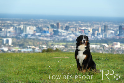 July 2021 / BOW_WOW_210713_146