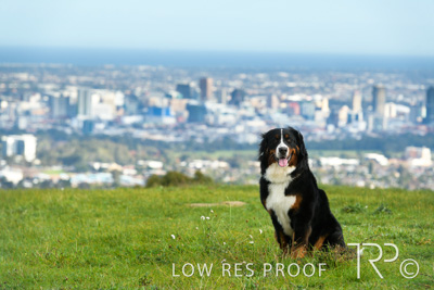 July 2021 / BOW_WOW_210713_150