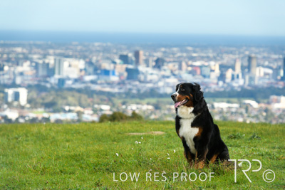 July 2021 / BOW_WOW_210713_151